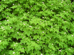 Geranium robertianum
