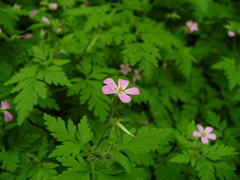 Geranium robertianum
