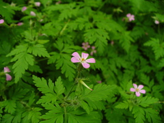 Geranium robertianum