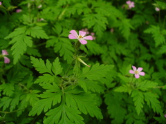Geranium robertianum