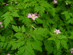 Geranium robertianum