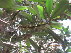 Myrsine lessertiana