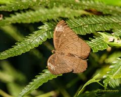 Tanaecia julii
