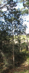 Myrsine lessertiana