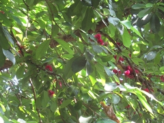 Syzygium malaccense