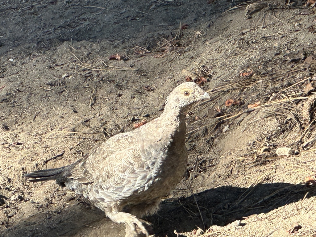 Sooty Grouse from Yosemite National Park, Yosemite National Park, CA