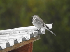 Motacilla alba baicalensis
