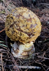Amanita augusta image