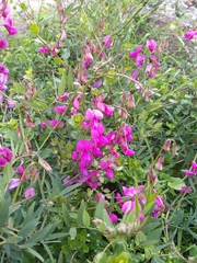 Lathyrus vestitus alefeldii