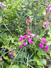 Lathyrus vestitus alefeldii