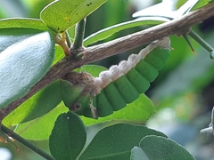 Papilio demoleus malayanus