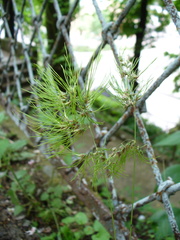 Poa bulbosa vivipara