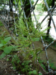 Poa bulbosa vivipara