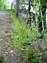 Poa bulbosa vivipara