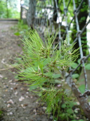 Poa bulbosa vivipara