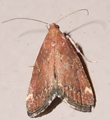 Hypsopygia intermedialis