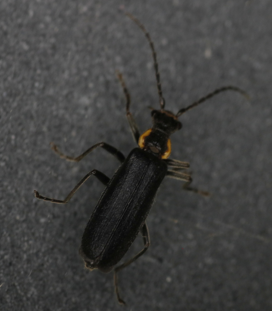 Wrinkled Soldier Beetle from Maison SaintAugustin on July 5, 2023 at