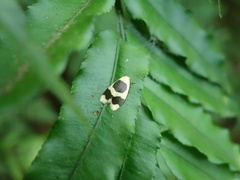Garudinia bimaculata