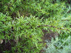 Rhamnus erythroxyloides