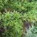 Pallas' Buckthorn - Photo (c) Eduard Garin, some rights reserved (CC BY-NC), uploaded by Eduard Garin