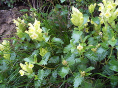 Scutellaria caucasica