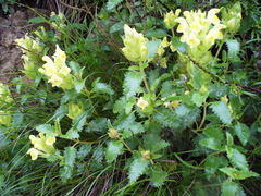 Scutellaria caucasica