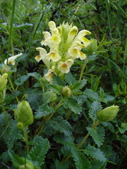 Scutellaria caucasica