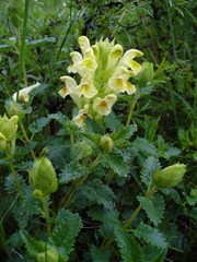 Scutellaria caucasica