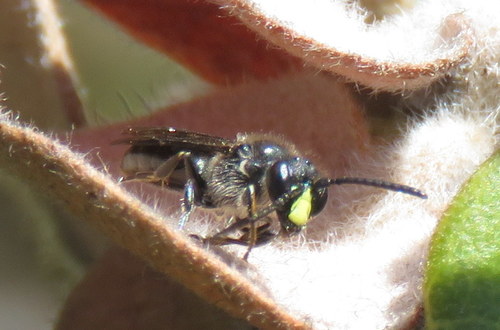 Hylaeus difficilis, 2019-02-17