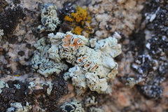 Rhizoplaca chrysoleuca