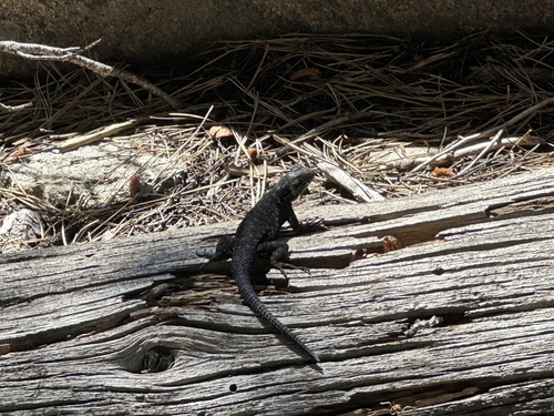 iNaturalist observation photo of Western Fence Lizard