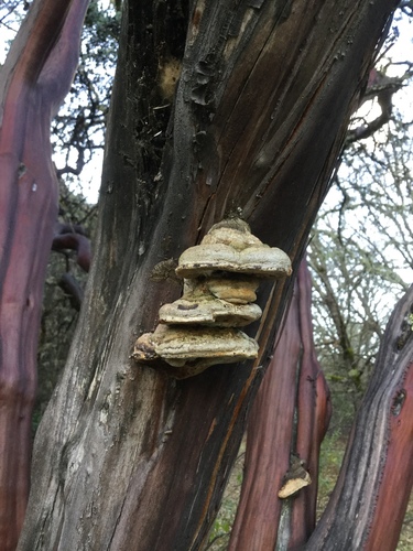 Fomes arctostaphyli image