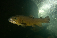 Gila Trout photo 1