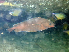 Lotella rhacina