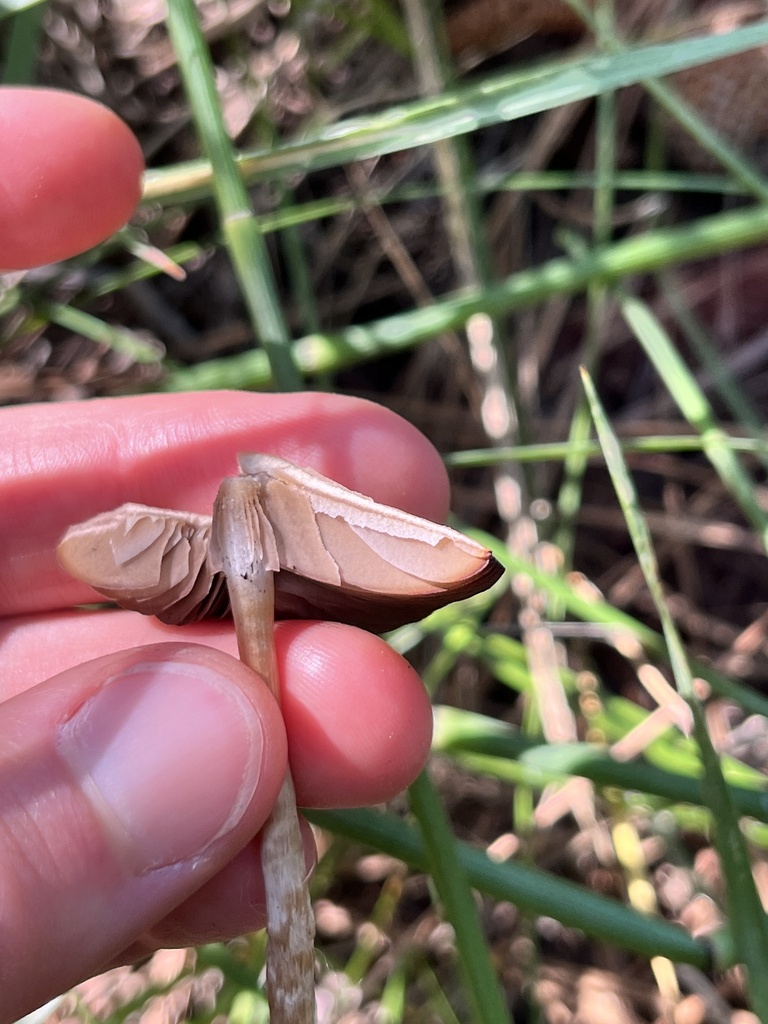 Common Gilled Mushrooms and Allies from HumboldtToiyabe National Forest, Reno, NV, US on August