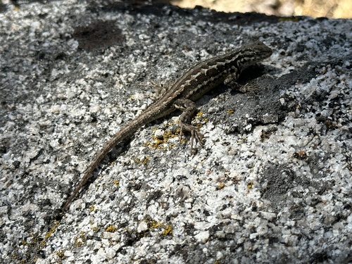 iNaturalist observation photo of Common Sagebrush Lizard