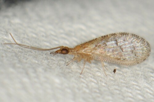 Sympherobius killingtoni