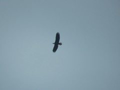Haliaeetus leucocephalus