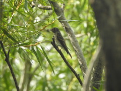 Muscicapa sibirica sibirica