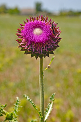 Carduus nutans leiophyllus