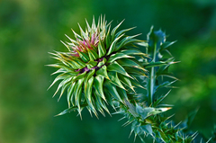 Carduus nutans leiophyllus