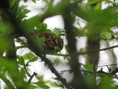 Melospiza melodia