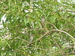 Muscicapa sibirica sibirica