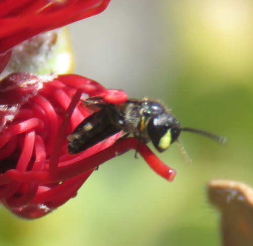 Hylaeus difficilis, 2019-02-17