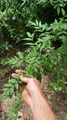 Chrysojasminum humile