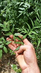 Chrysojasminum humile