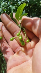 Chrysojasminum humile