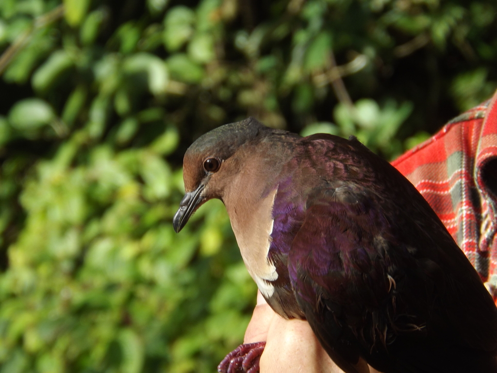 Shy Ground Dove photo