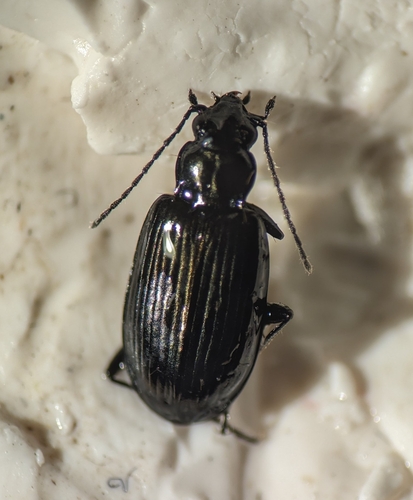 Bembidion arcticum