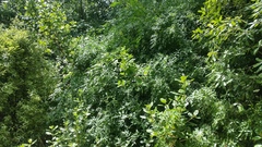 Chrysojasminum humile